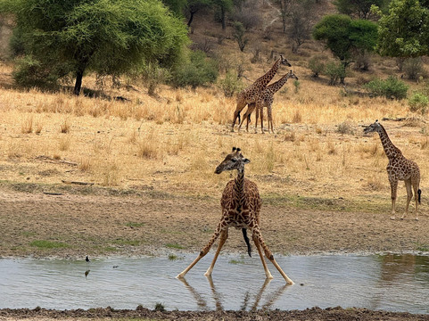 Togola Safaris And Adventure-阿鲁沙必去景点