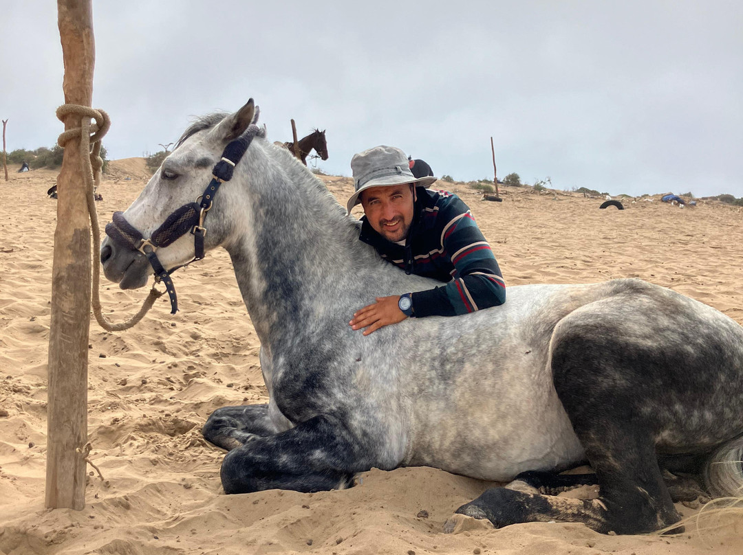 Essaouira Horse