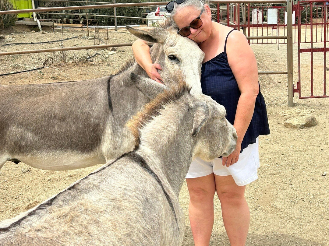 Donkey Sanctuary Aruba-Santa Cruz必去景点