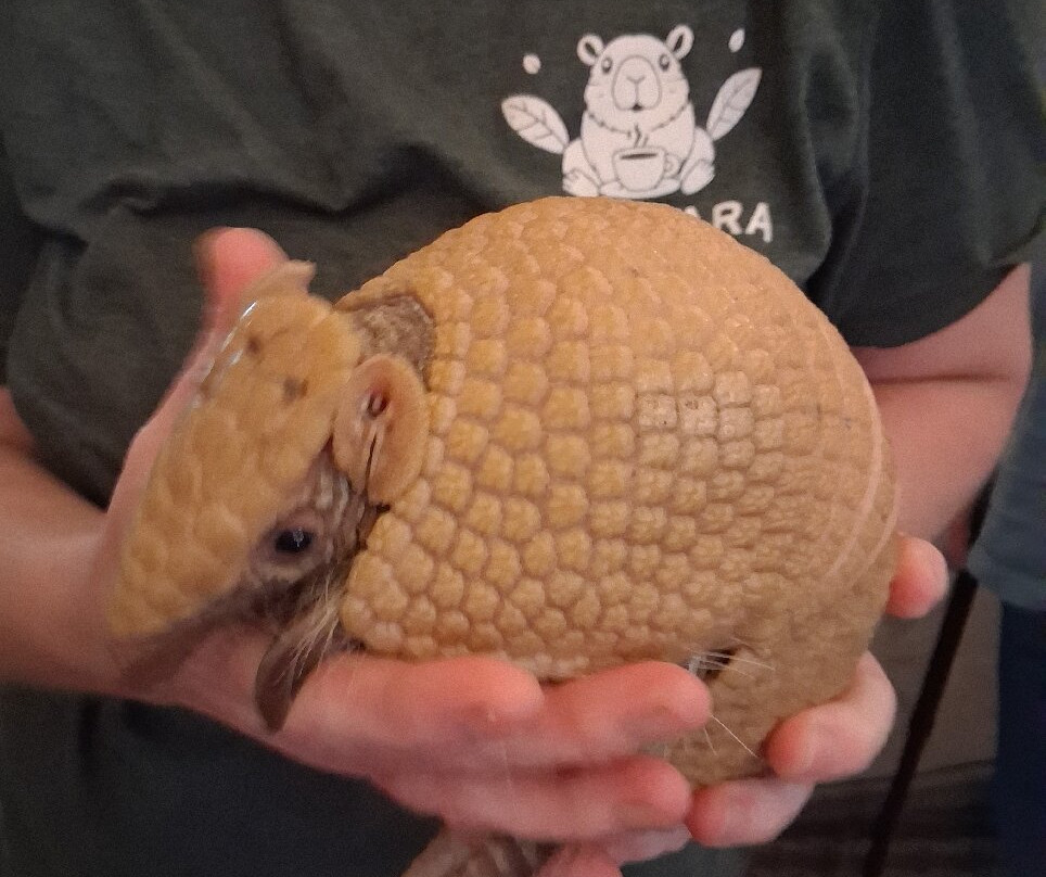 Capybara Cafe-Saint Augustine Beach必去景点