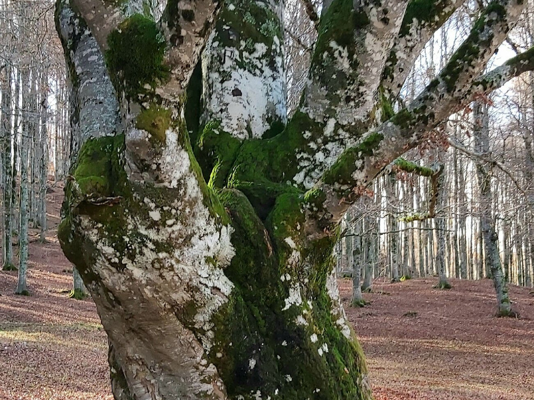 Campo dell'Osso-Subiaco必去景点