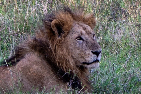 African Trails Expeditions-内罗毕必去景点