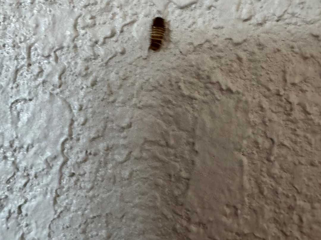 Comfort Inn & Suites - Lees Summit主图