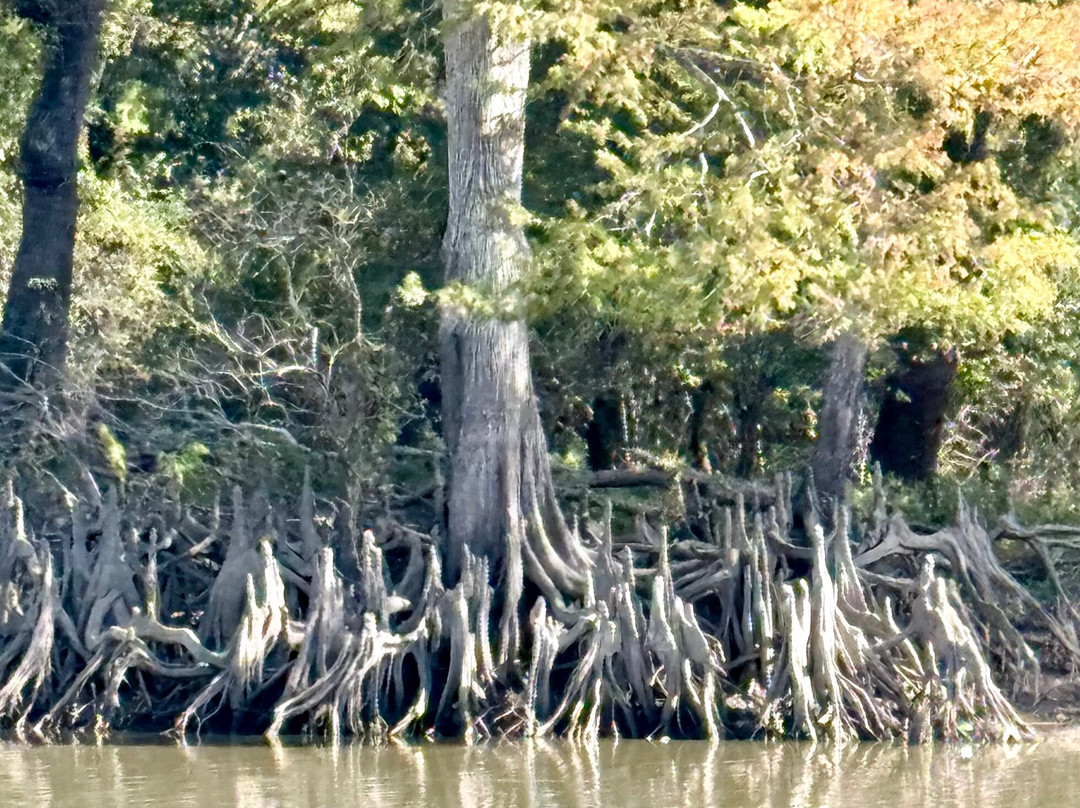 Atchafalaya Basin Landing & Airboat Swamp Tours-布里奥克斯桥必去景点