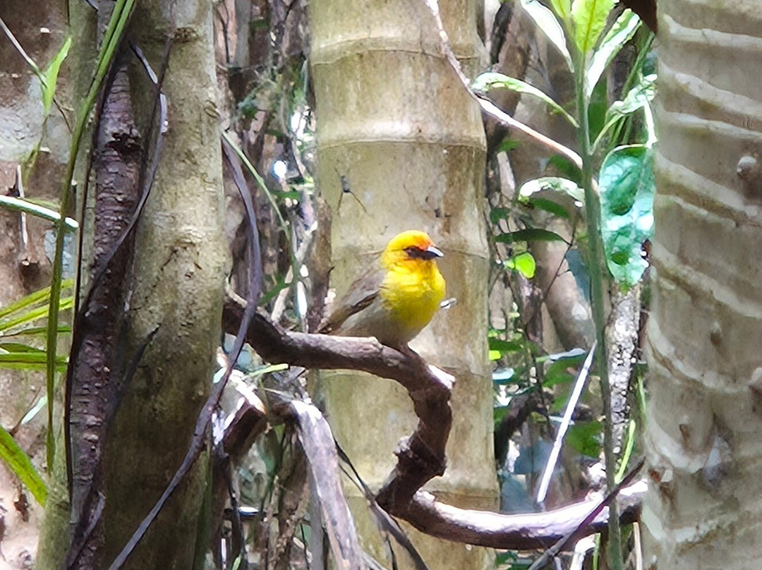 Grande Montagne Nature Reserve-罗德里格斯岛必去景点