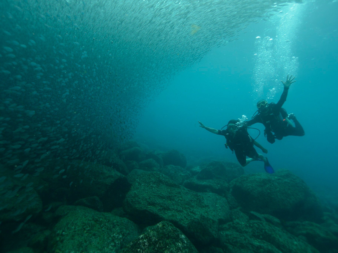 Atlantis Divers-费尔南多-迪诺罗尼亚群岛必去景点