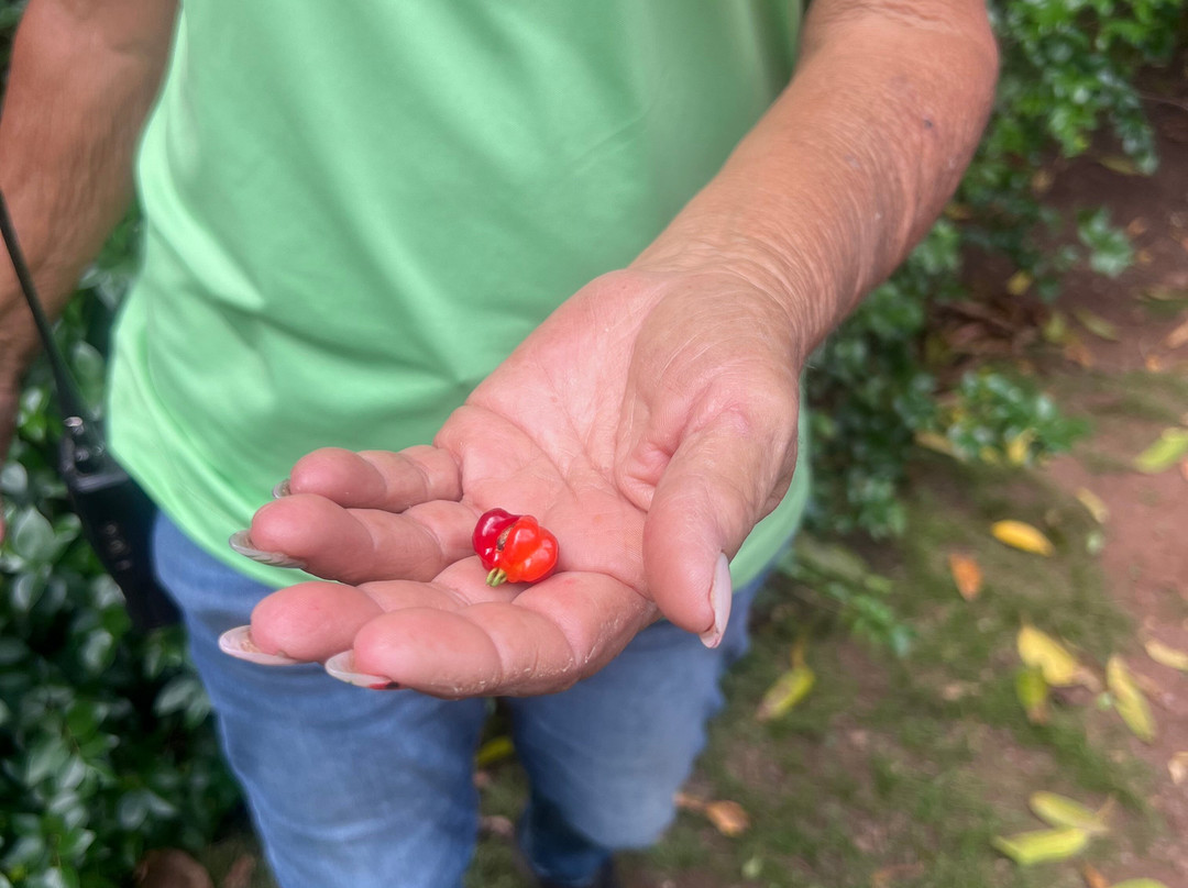 McBryde Garden - National Tropical Botanical Garden-可爱岛必去景点