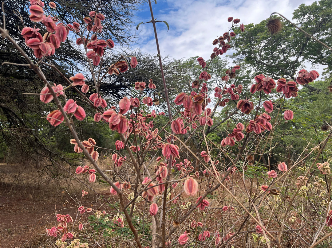 National Botanical Gardens-哈拉雷必去景点