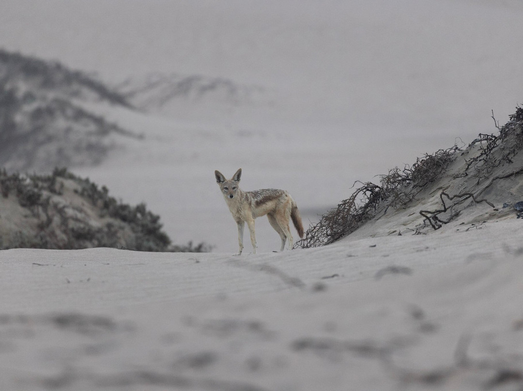 Karibu Safari-温德和克必去景点