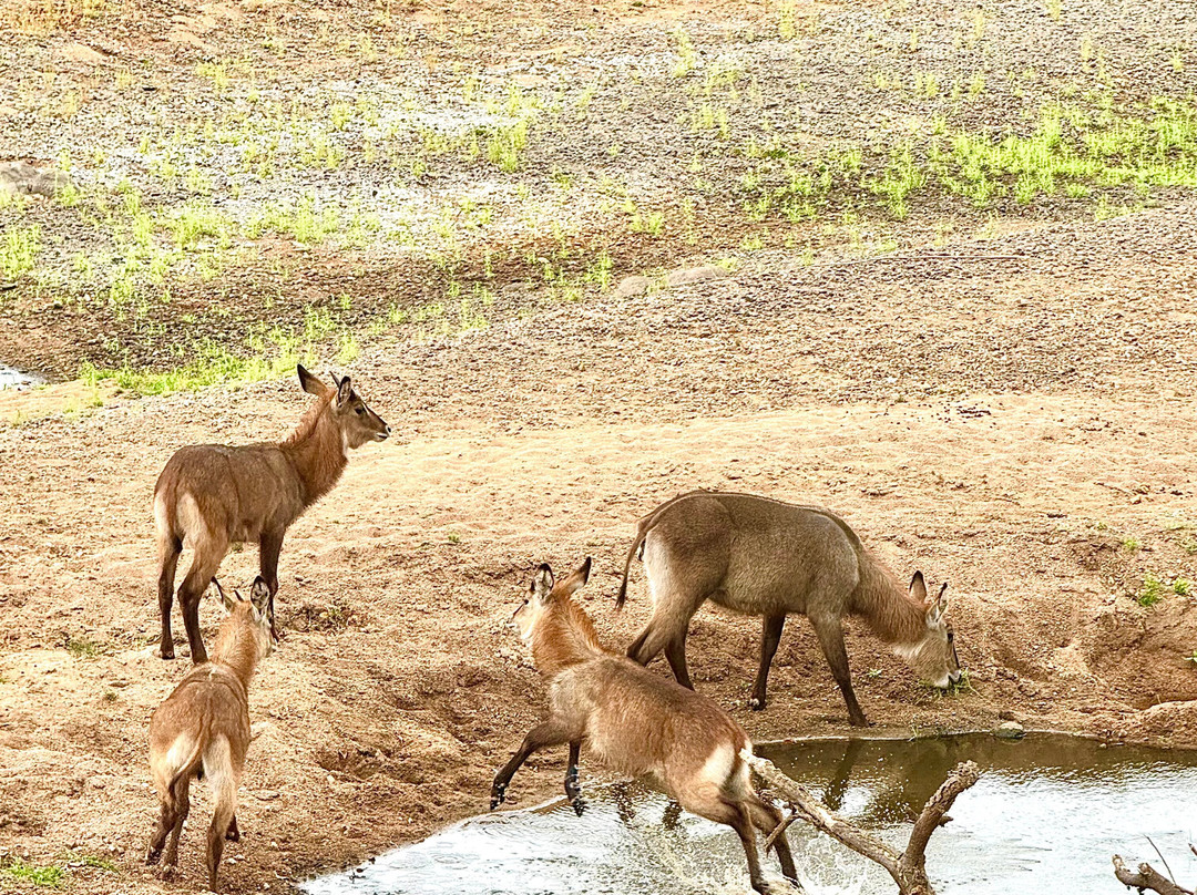 Ruaha River Lodge主图