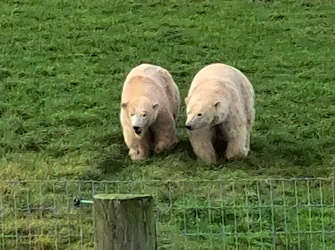 Jimmy's Farm & Wildlife Park-伊普斯威奇必去景点