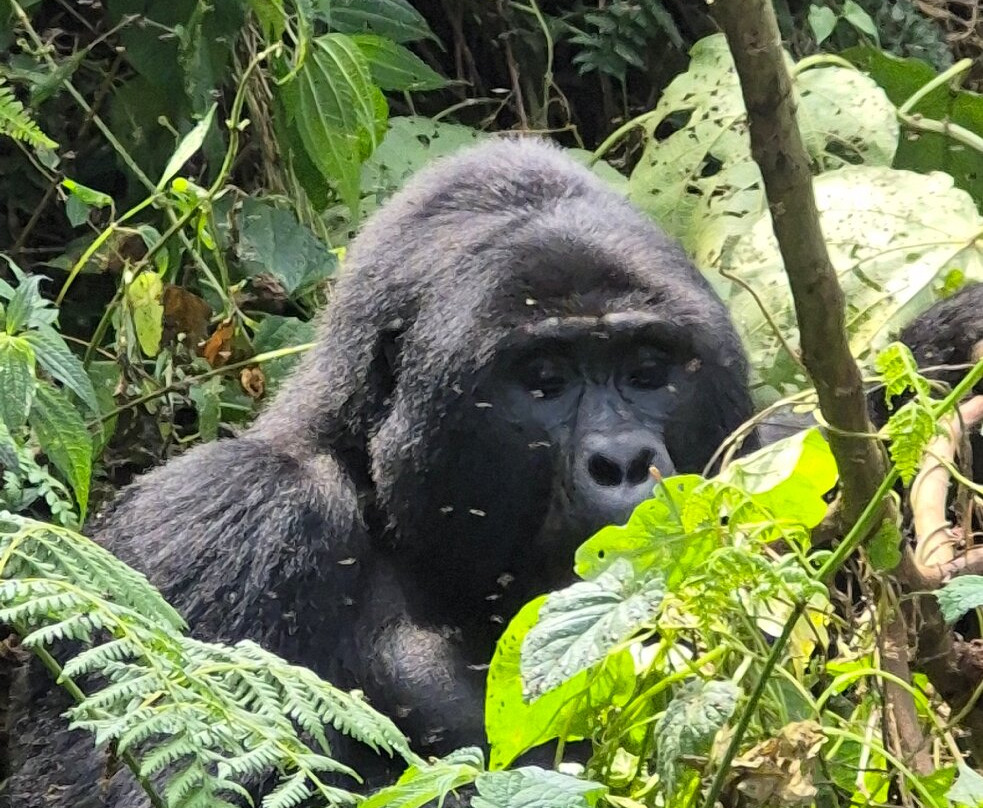 Home to Africa Tours and Travel-坎帕拉必去景点