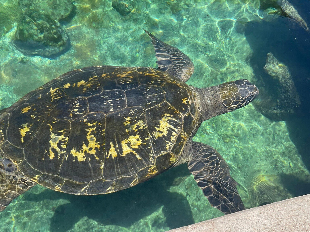 Reefworld Aquarium-尤兰根必去景点