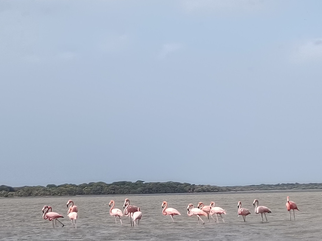 TAROA TOURS-Riohacha必去景点