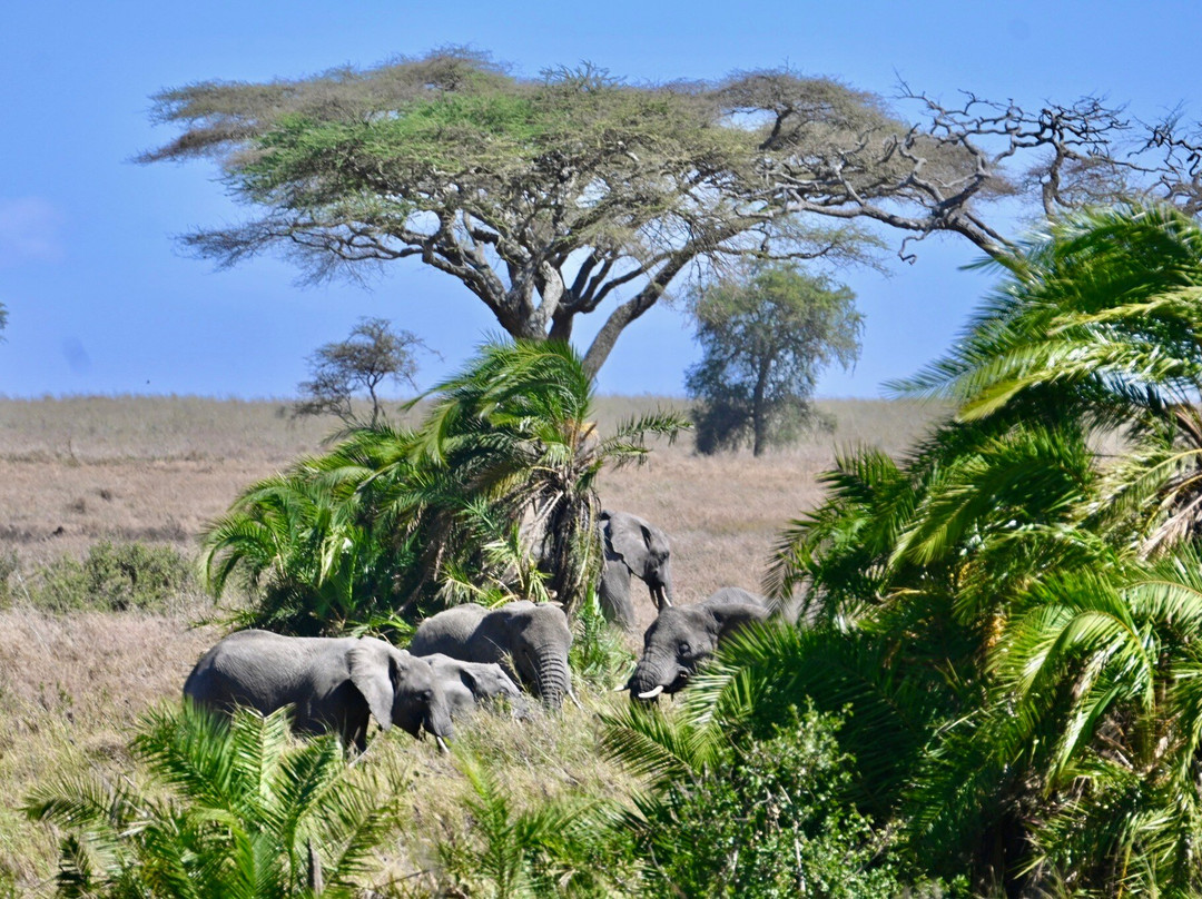 TOPY TOURS-阿鲁沙必去景点