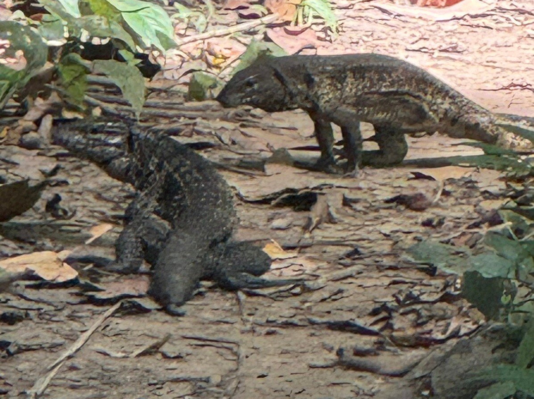 Wild Llanos Tours and Safaris-Yopal必去景点