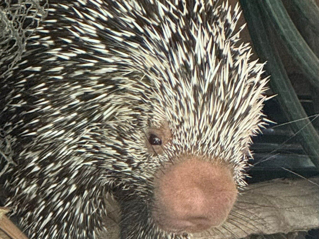 Wild Llanos Tours and Safaris-Yopal必去景点