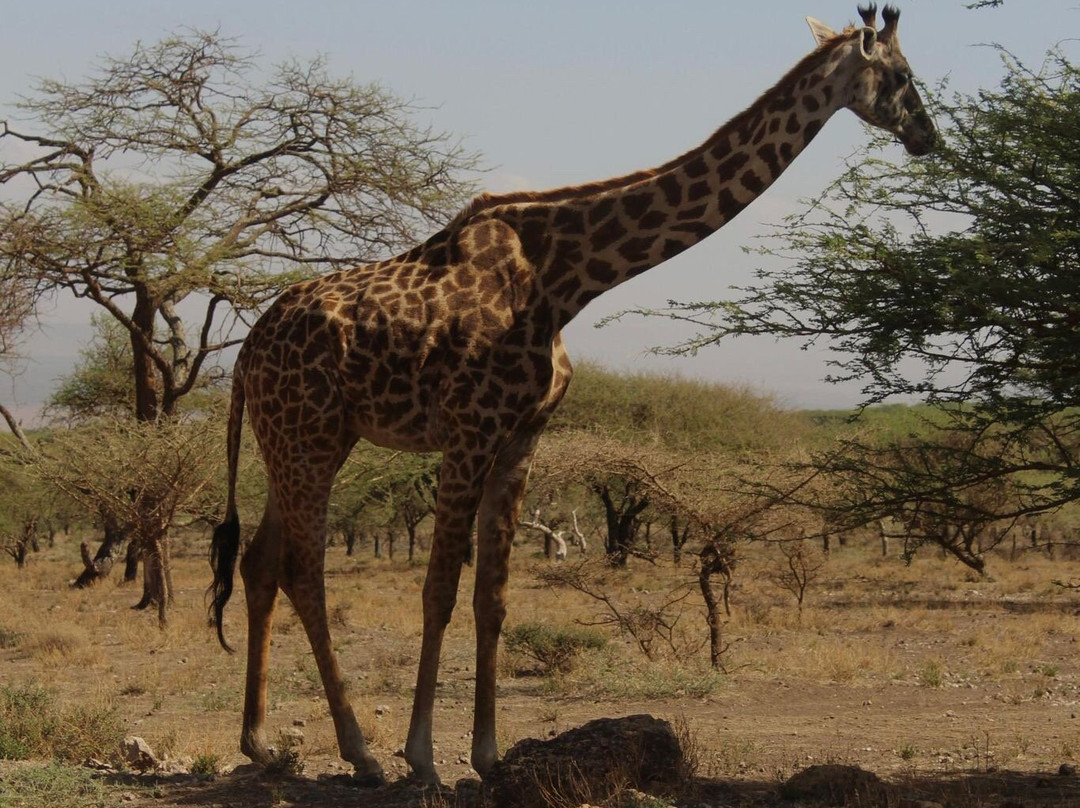 Safari Avventura-阿鲁沙必去景点