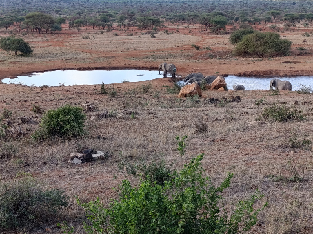 Essenia Safari Experts-内罗毕必去景点