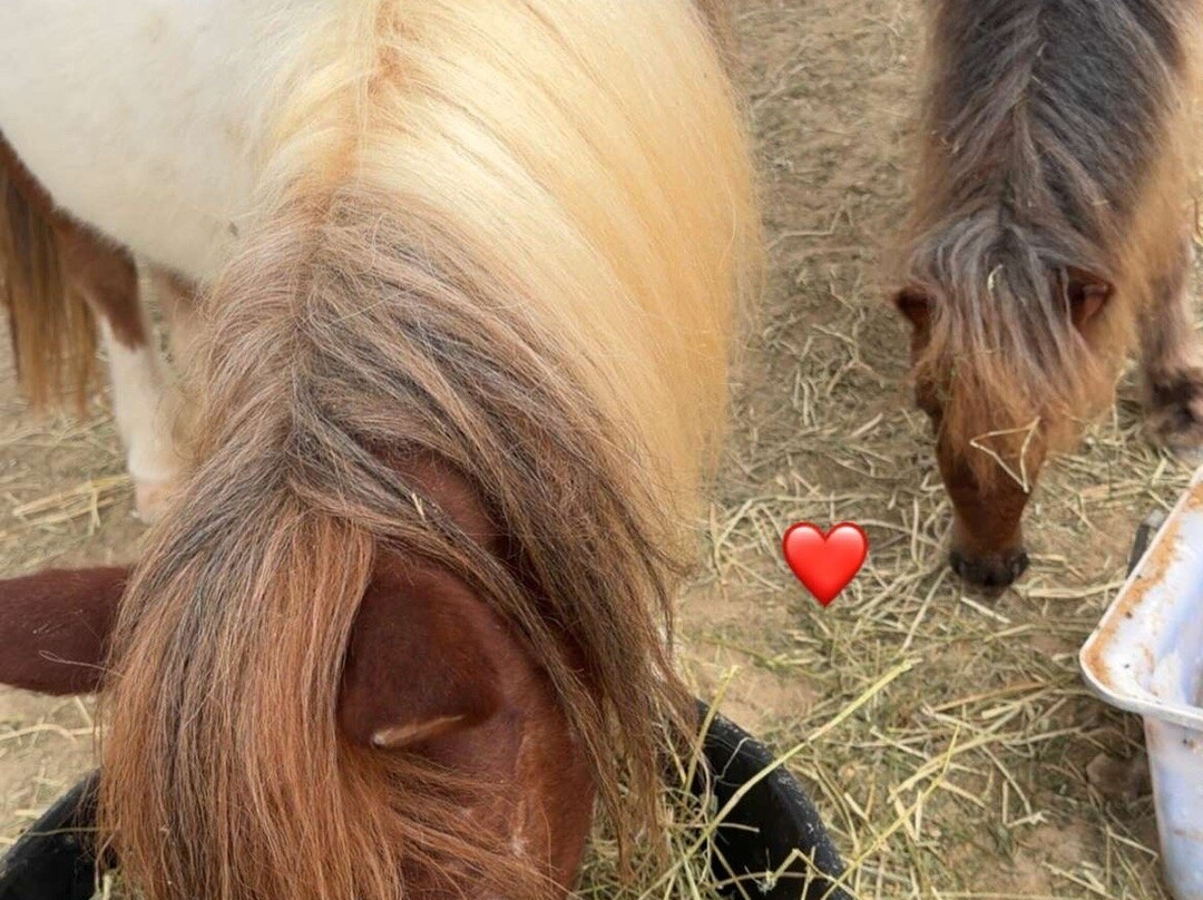 Almarbat-Mesaieed必去景点