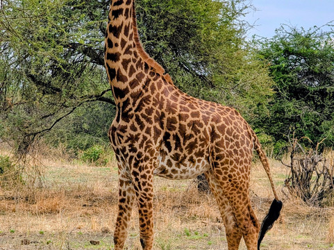 Kibo Guides-阿鲁沙必去景点