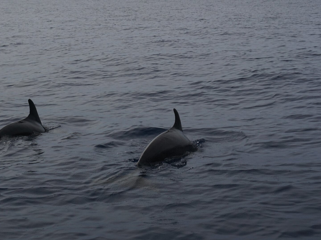 Proyecto Cetáceo-卡波圣卢卡斯必去景点