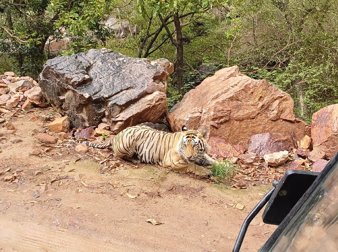 Ranthambore National Park-Ranthambore National Park必去景点