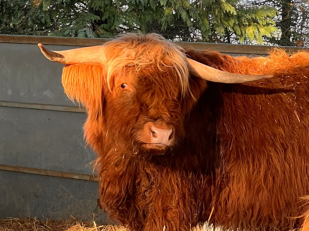 Colready Highlands-Brackley必去景点