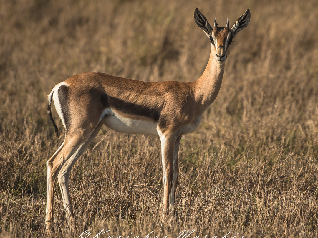 Africa Vision Safaris Tours and Travel-内罗毕必去景点