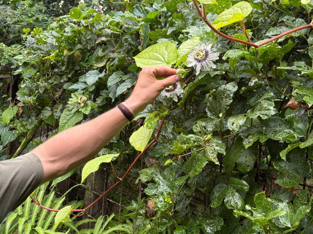 Finca Flora-Bocas del Toro必去景点
