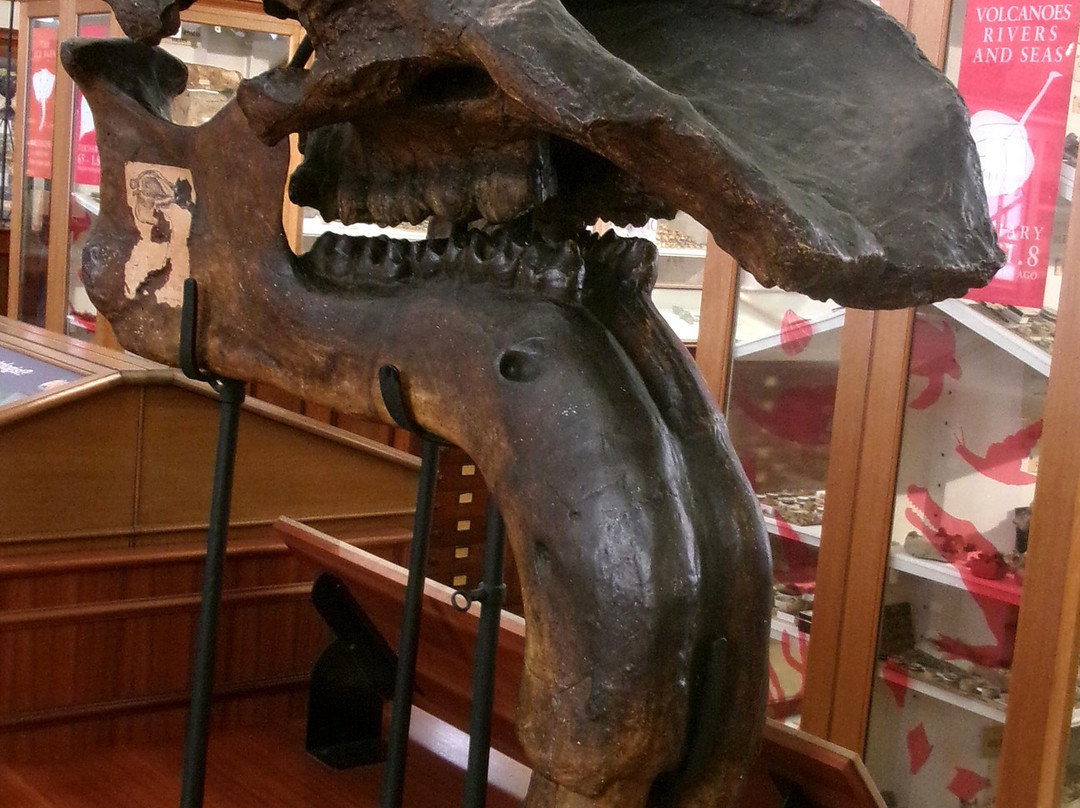 Sedgwick Museum of Earth Sciences-剑桥必去景点