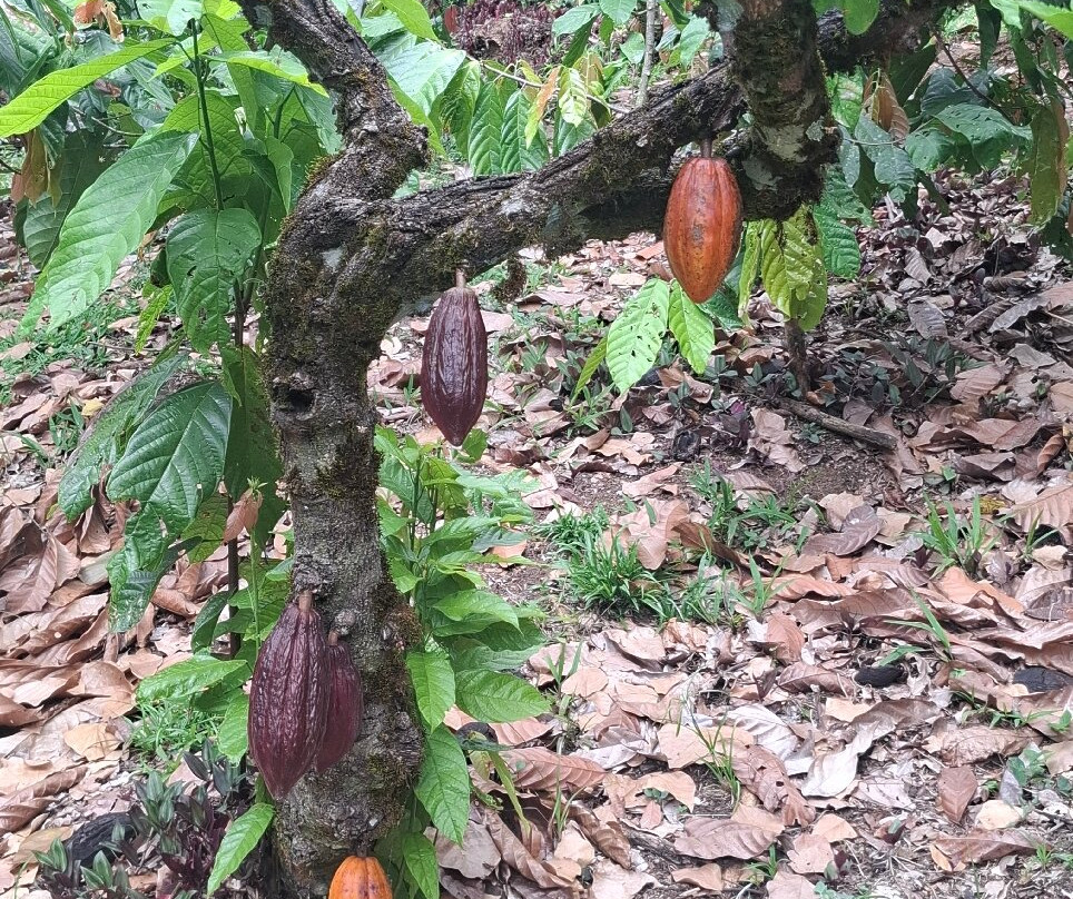 Fazenda Yrere-Ilheus必去景点