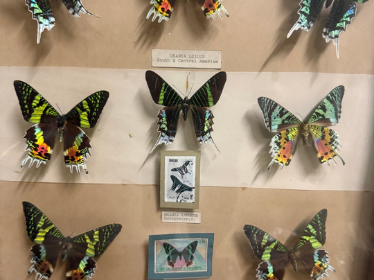 蝴蝶农场-宿雾市必去景点