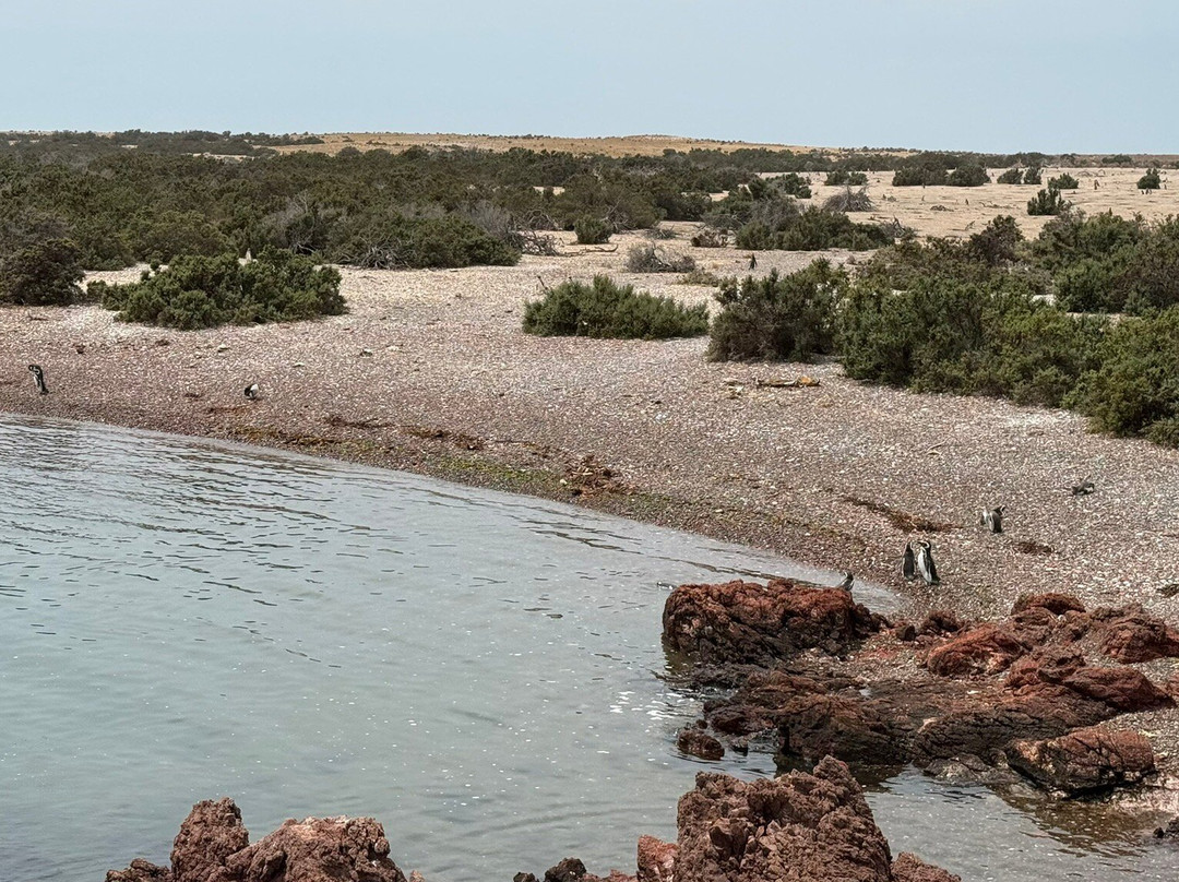 Punta Tombo-Dos Pozos必去景点