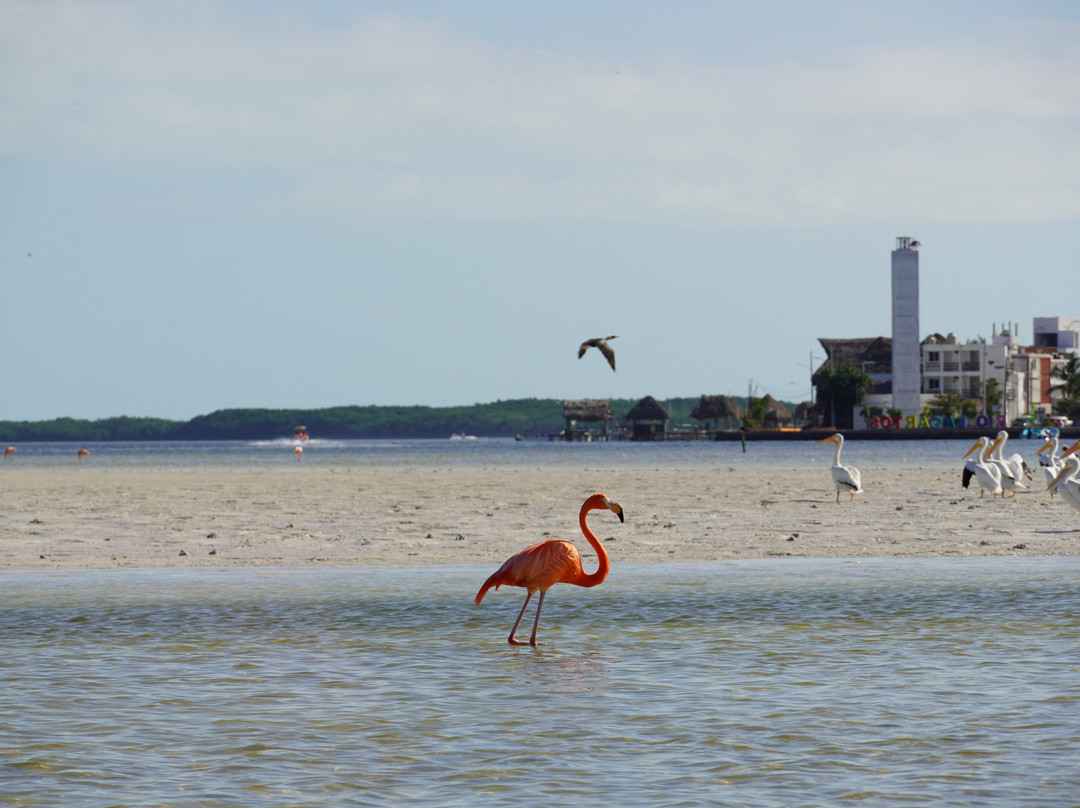 Río Lagartos Experience By Jorge N-里奥拉加托斯必去景点