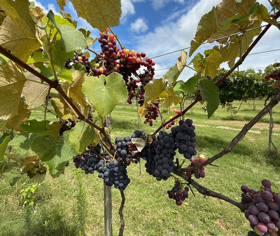Canela Do Mato-Santana do Livramento必去景点