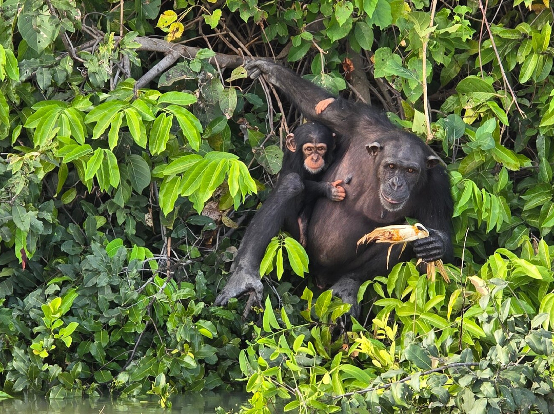Bushwhacker Tours-Kololi必去景点