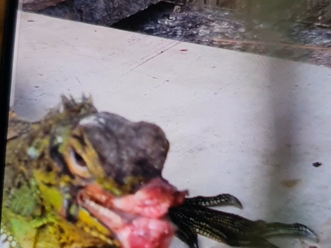 Xzootic Animal Park-Loay必去景点