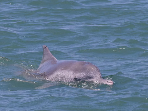 Dolphin Boat Trips Adventures North Goa