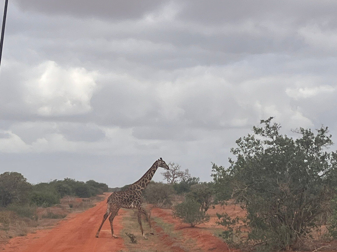 Safari Kenya roberto toba-瓦塔木必去景点