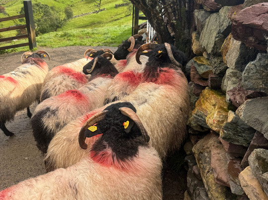 Killary Sheep Farm-Leenane必去景点