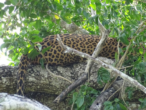 Yala National Park