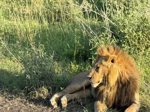 歌珊地非洲游猎之旅-阿鲁沙必去景点