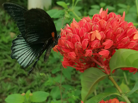 Banatayan Island Butterfly Garden-班塔延岛必去景点