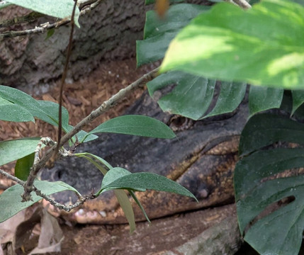 Krokodille Zoo-Eskilstrup必去景点