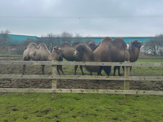 Bridlington Animal Park-布里德灵顿必去景点