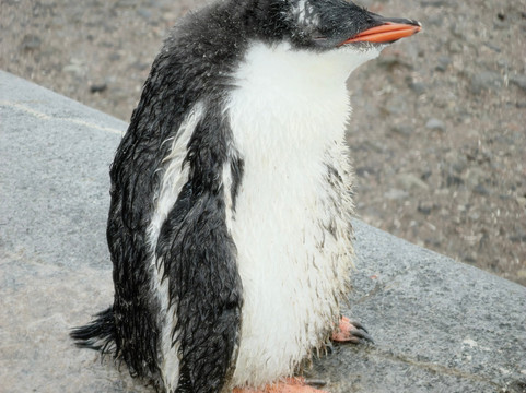 Adventure Life-库斯科必去景点