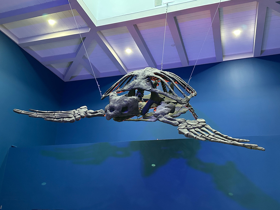 Loggerhead Marinelife Center-朱诺海滩必去景点