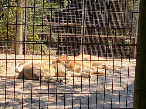 ZWF野生动物园-迈阿密必去景点