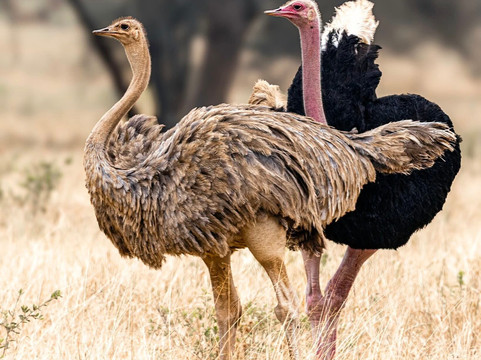 Safari kenya con Alfredo-瓦塔木必去景点